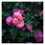 Valentine Pink - Fine Art Photograph
