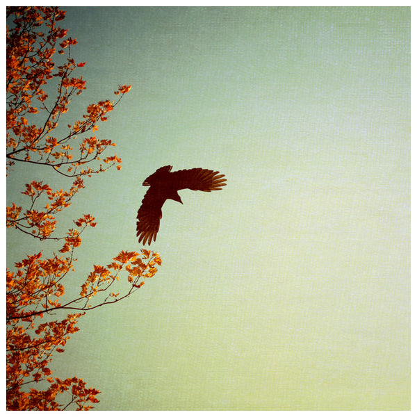 Wings - Fine Art Photograph
