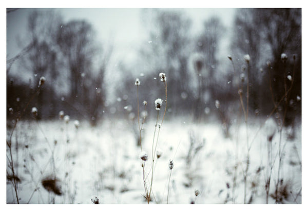 The lightness of winter. Photographed by Alicia Bock.
