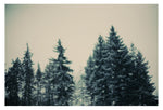 Winter Fancy -  Fine Art Photograph