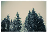 Winter Fancy -  Fine Art Photograph