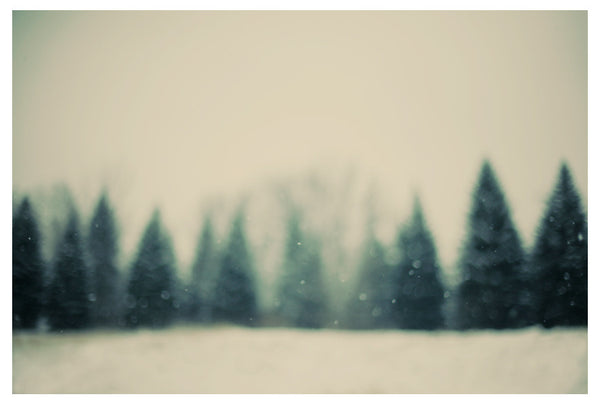 Frost and Fir- Fine Art Photograph