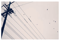 Crossing Crows - Fine Art Photograph