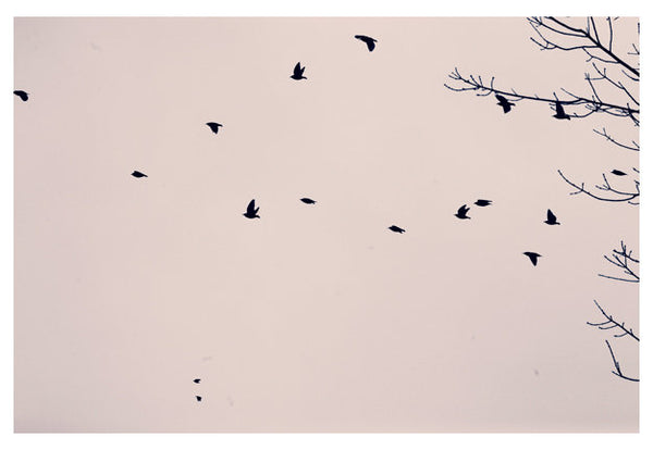 Follow The Leader - Fine Art Photograph