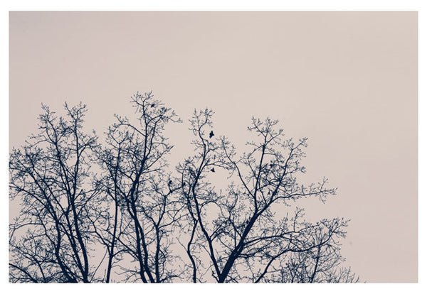 Winter Branches - Fine Art Photograph