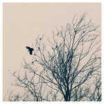 King of Trees - Fine Art Photograph