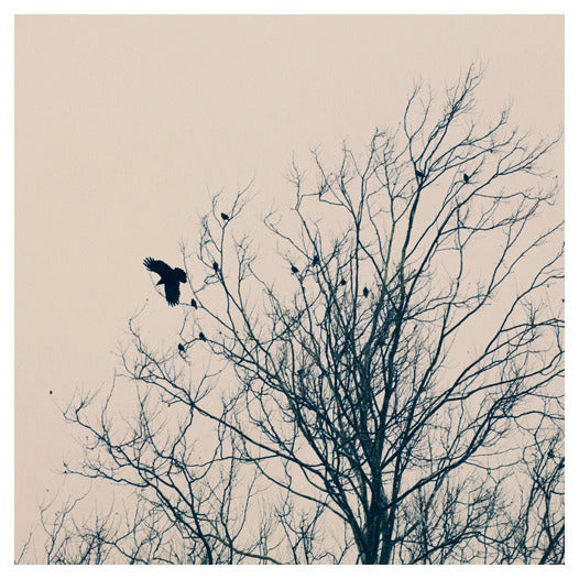 King of Trees - Fine Art Photograph