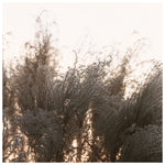 Winter's Kiss - Fine Art Photograph