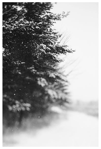 Winter Walk - Fine Art Photograph
