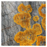 Yellow Lichen - Fine Art Photograph