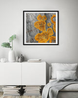 Yellow Lichen - Fine Art Photograph