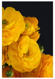 Modern Floral Photograph - Yellow Ranunculus #1