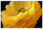 Modern Floral Photograph - Yellow Ranunculus #2