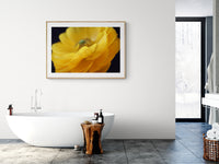 Modern Floral Photograph - Yellow Ranunculus #2