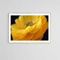 Modern Floral Photograph - Yellow Ranunculus #2