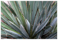 Yucca Light #2 - Fine Art Photograph