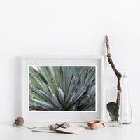 Yucca Light #2 - Fine Art Photograph