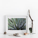 Yucca Light #2 - Fine Art Photograph