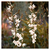 Yucca Flower #1 - Fine Art Photograph