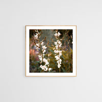 Yucca Flower #1 - Fine Art Photograph