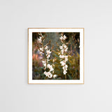 Yucca Flower #1 - Fine Art Photograph