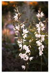 Yucca Flower #2- Fine Art Photograph