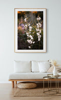 Yucca Flower #2- Fine Art Photograph