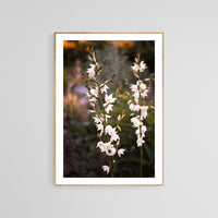 Yucca Flower #2- Fine Art Photograph