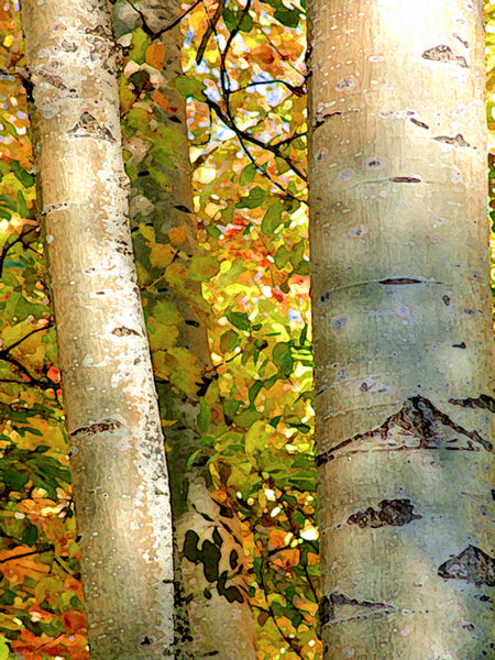 Birch Trees in Light -  Fine Art Photograph