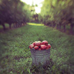 Harvest - Fine Art Photograph