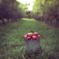 Harvest - Fine Art Photograph