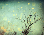 Solstice - Fine Art Photograph
