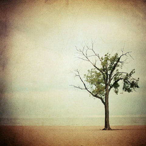 The Dreaming Tree - Fine Art Photograph