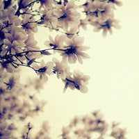 The Sweet Light - Fine Art Photograph