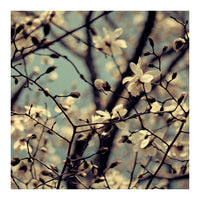 Tangled: Blue - Fine Art Photograph
