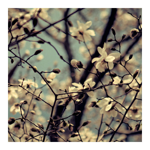 Tangled: Blue - Fine Art Photograph