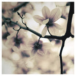 The Last Light - Fine Art Photograph