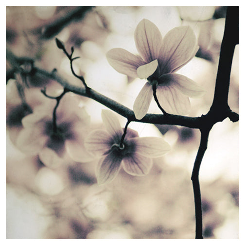 The Last Light - Fine Art Photograph