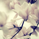 Ghosts - Fine Art Photograph