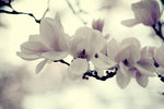 Pretty Maids - Fine Art Photograph
