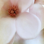 In The Middle - Fine Art Photograph