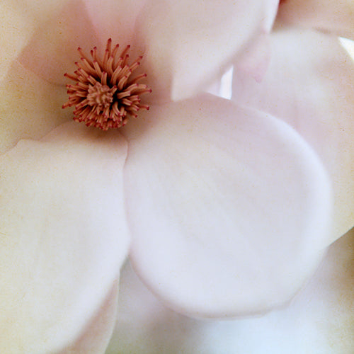 In The Middle - Fine Art Photograph