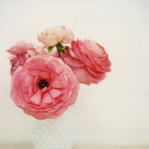 Pink - Fine Art Photograph