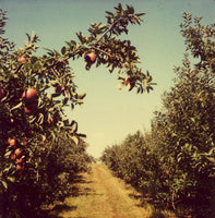 Orchard - Fine Art Photograph