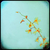 Square Mini Print - Your Choice