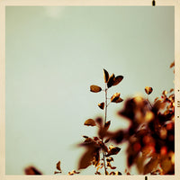 He Said Autumn - Fine Art Photograph