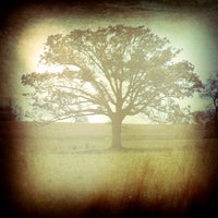 Wise - Fine Art Photograph