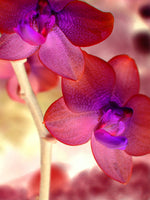Orchid Light - Fine Art Photograph