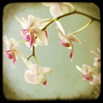 Bow - Fine Art Photograph