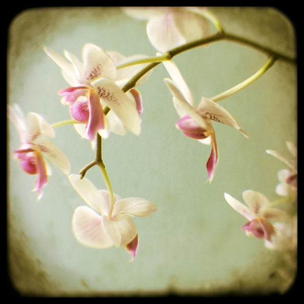 Bow - Fine Art Photograph